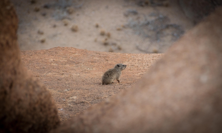 Animals & Wildlife in Spitzkoppe