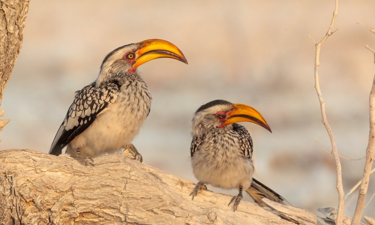 Birds in Spitzkoppe & Desert Birdlife to Look For