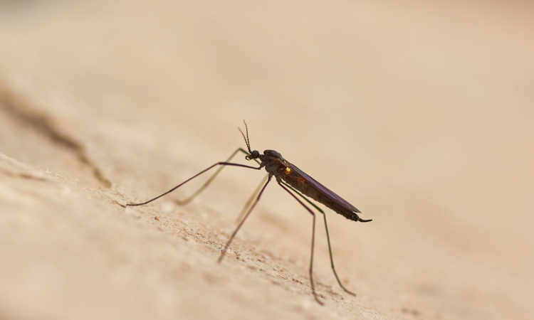 Malaria in Spitzkoppe - Risk, Safety & Health Advice